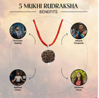 Maha Shivratri Combo – 5 Mukhi Rudraksha with Bracelet Set for Spiritual Healing, Protection & Energy